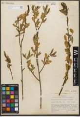 Foto von Salix serissima (L. H. Bailey) Fern.